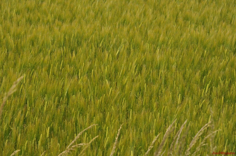 dsc_9533.jpg