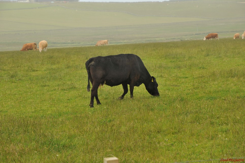 dsc_9568.jpg