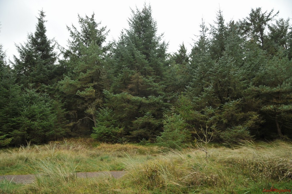 DSC_0420.JPG