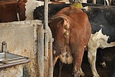 DSC_0434.JPG