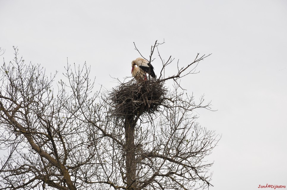 dsc_9482.jpg