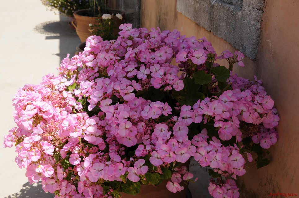 DSC_3452.JPG
