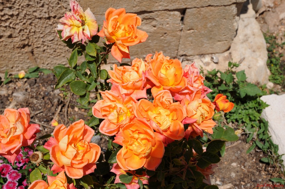 DSC_3456.JPG
