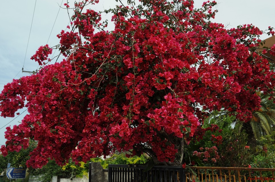 DSC_3470.JPG