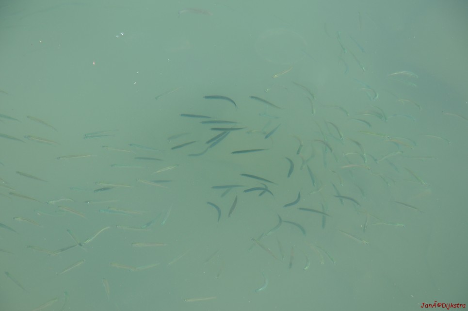 DSC_3511.JPG