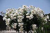 DSC_3382.JPG