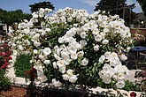 DSC_3459.JPG