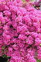 DSC_3556.JPG
