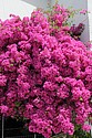 DSC_3557.JPG