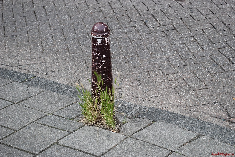 dsc_0178.jpg