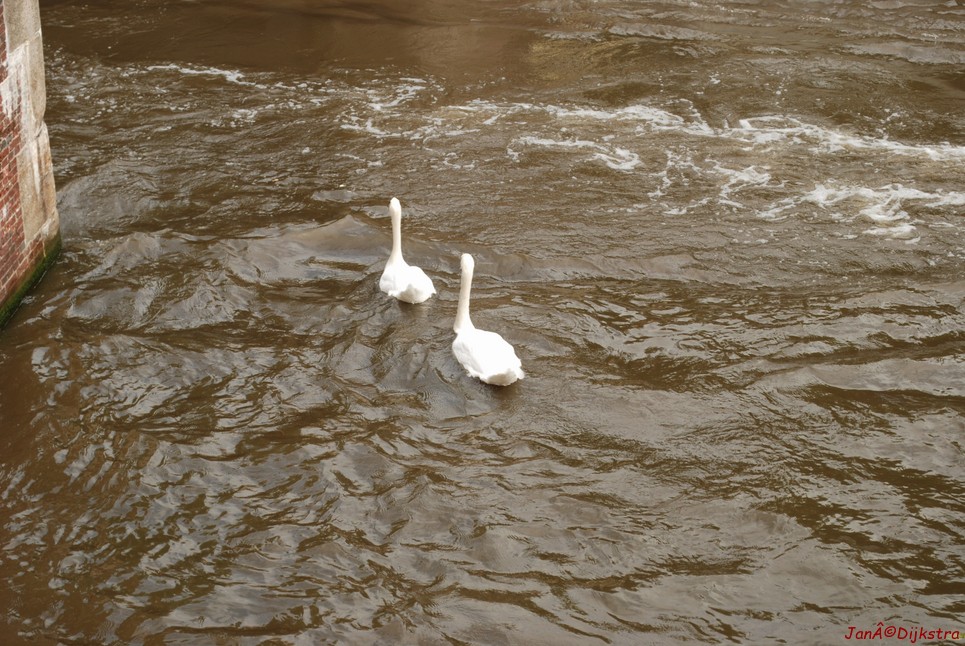 dsc_0178.jpg