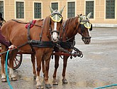 DSC_0031.JPG