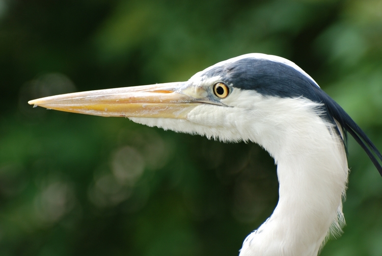 Reiger