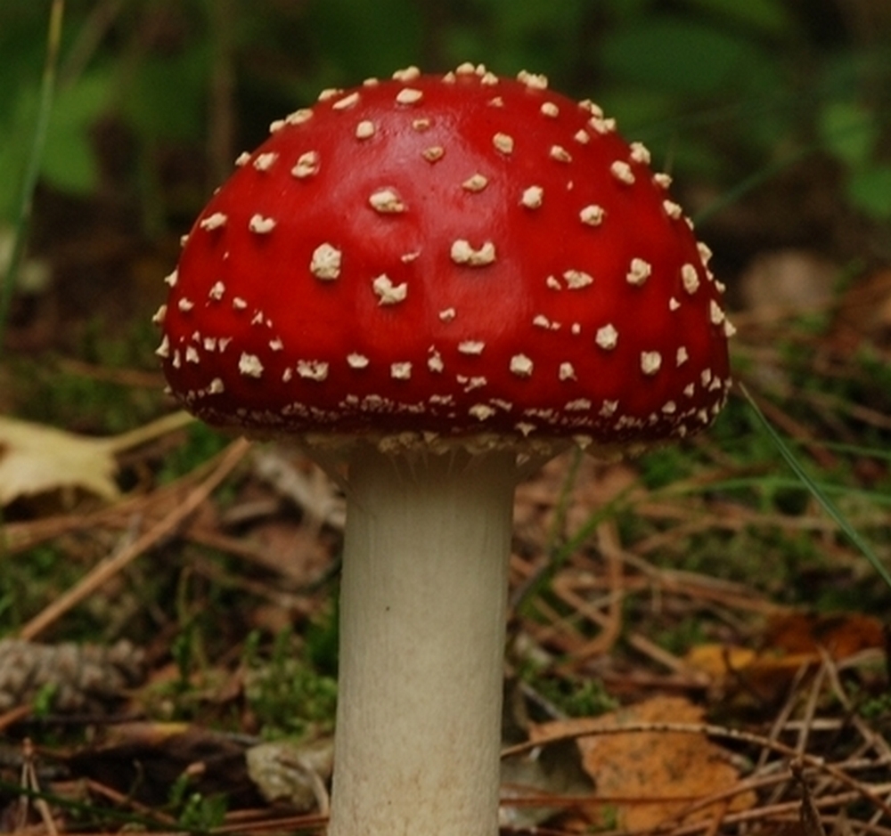 Paddestoel