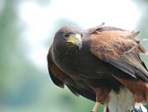 dsc_0232.jpg
