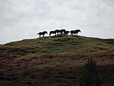 DSC_0372.JPG