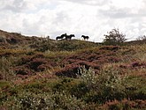 DSC_0375.JPG