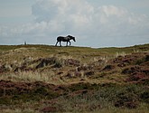 DSC_0379.JPG
