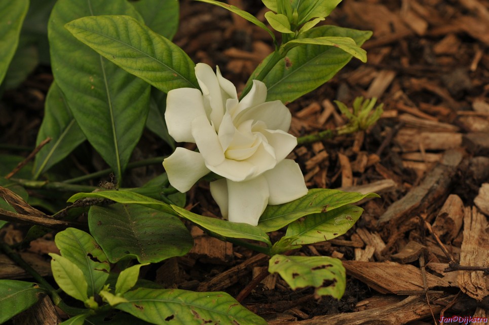 DSC_1235.JPG