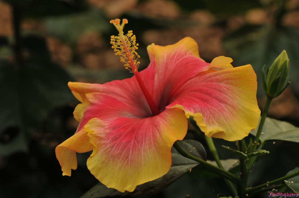 DSC_1243.JPG