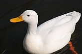 dsc_0203.jpg